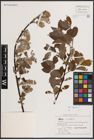 Foto von Salix caprea L.